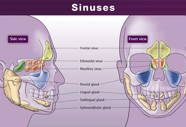 Under One U2019s Nose  Sinus Lifts And Their Importance To